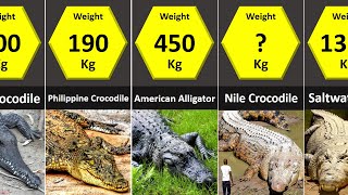 Size Comparison: Crocodilians (Crocodiles, Alligators, Caimans, Gharial) by DataZoo 79,479 views 2 years ago 1 minute, 41 seconds