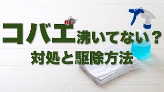 コバエはどうして湧く？対策と駆除方法