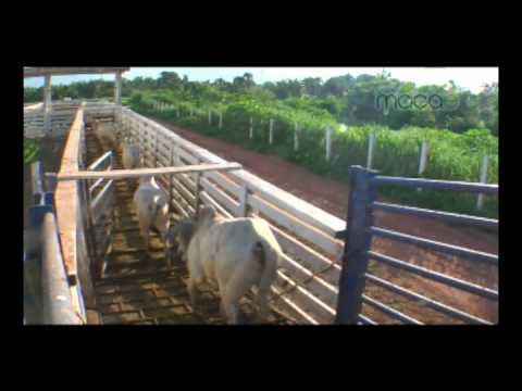 Grupo Macaé - Pecuária