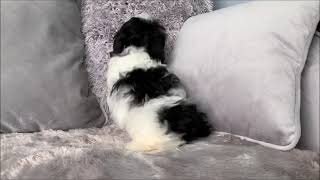 FEMALE SHIHTZU PUPPY by Playful Pets 267 views 4 years ago 43 seconds