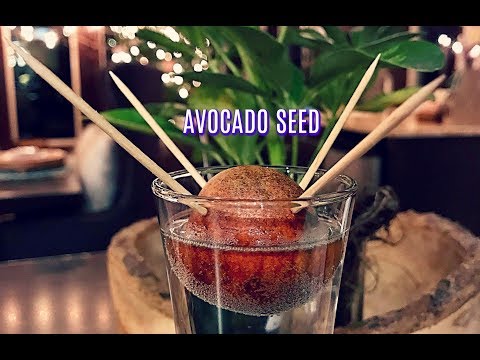 Hoe een avocado Seed Sprout Get
