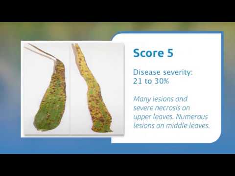 Video: Zdravljenje ječmenovih pegastih madežev – obvladovanje simptomov ječmenovih pegastih madežev na vrtovih