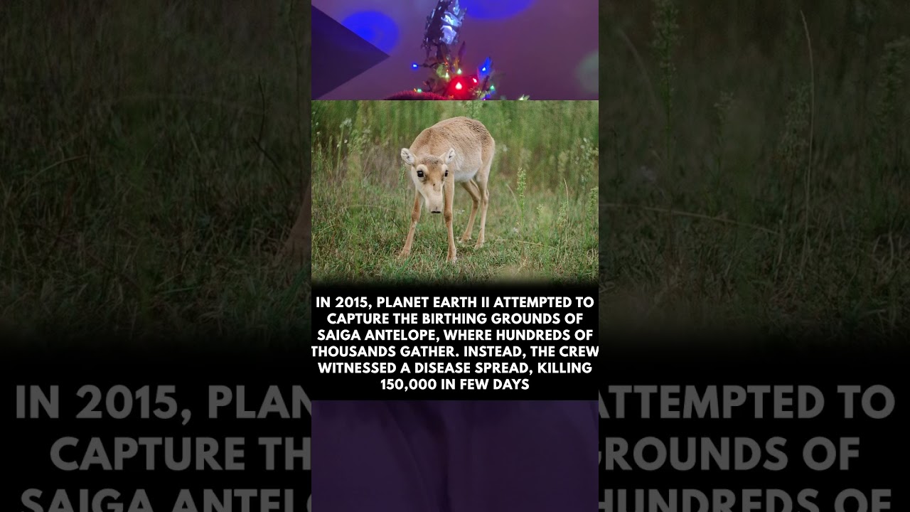 In 2015, Planet Earth 2 attempted to capture the birthing grounds of Saiga Antelope