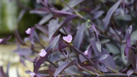 ¿Cómo es la planta de la púrpura?