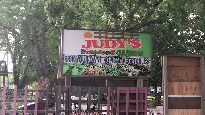 Judys Tropical Garden Markham Canada.
