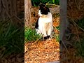 веселыекоты Cute красиваякошка прикольныекоты Kitten видосыоткота Animals веселыекоты Cute красиваякошка прикольныекоты Kitten видосыоткота Animals