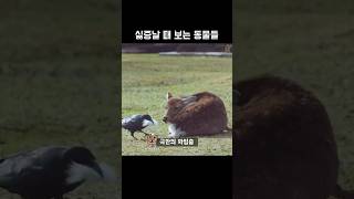 싫증날 때 보는 동물들