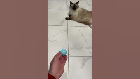 Automatic moving ball Cute Cat toy