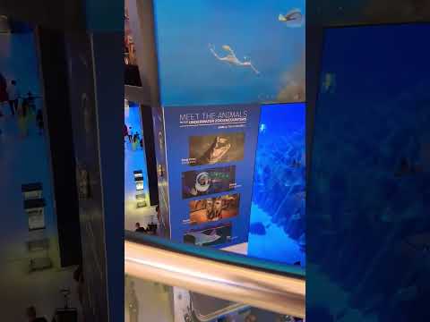 Aquarium at Dubai Mall #yearofyou #youtuber #youtubeshorts #ytshorts #aquarium #dubai#dubaimall