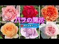 バラの開花2025♪シルクロード,ダフネ他24品種