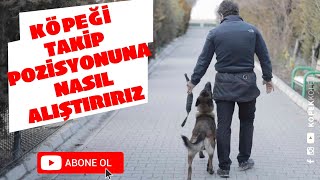 Köpeği Takip Pozisyonuna Nasıl Alıştırırız