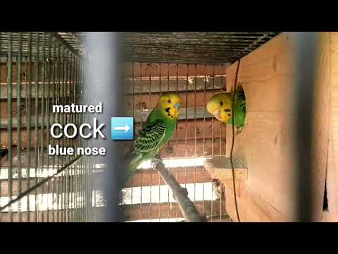 Video: Paano Mapakali Ang Isang Budgerigar