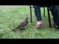 Wild Ruffed Grouse Is Like A Pet! 2011