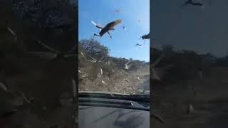 Una impactante invasión de langostas llegó a Córdoba, Argentina - Plaga de Langostas Argentina