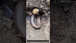 The Powerful Presence of a Cobra in the Wild #snake #wildliferescue #cobra #wildlifeentertainment