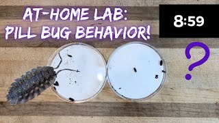 At-Home Lab: Roly Poly Behavior [Isopod Lab Setup, Observations, and Inquiry]