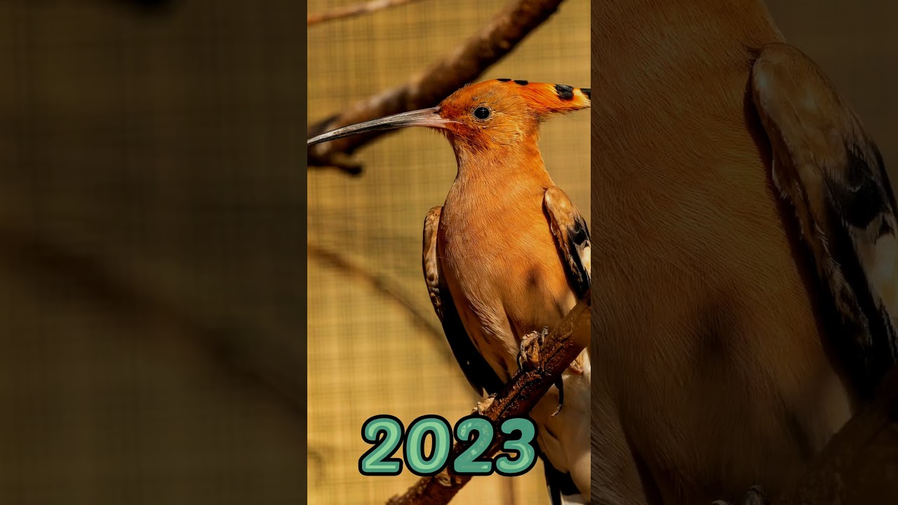 2023 hoopoe and 5000 bce hoopoe | 