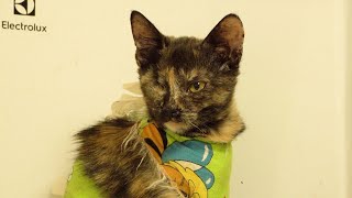 one eyed kitten feels good