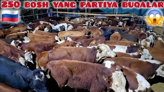 : YILLAR ARZONCHISI SARKORBEK AKADAN  TONA BOLADIGAN BUQALAR KELDI 