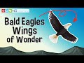 Bald Eagles: Habitat, Diet, and Behavior