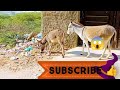 Donkey enjoying in registan tharparkar #animals #donkey #mating @TheGlobalAnimalsWorld  
