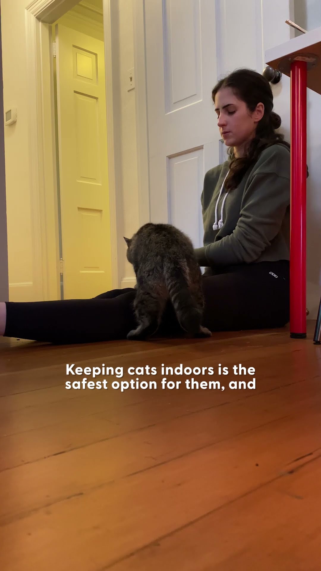 Feral Stray Cat Shows Up At Woman's Front Door | The Dodo