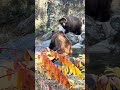 A Brown Bear decides to take a bath.