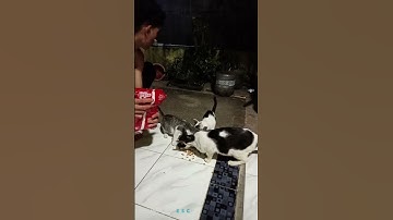 Thumbnail of #coversong #song #cat #jalanyangjauhjanganlupapulang #kucing #butifyoucloseyoureyes #music