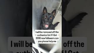 reach3Every follow saves lifeLink in bio to support our shelter Update: Rescued Time is running out