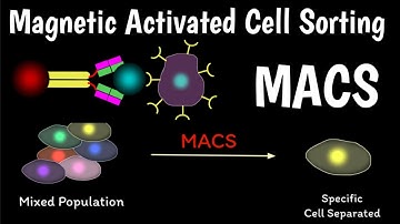 What Is MACS | Magnetic Activated Cell Sorting | Isolation of Cells Using MACS Microbeads |