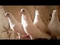 Иранские и Бакинские голуби!  Baku and Iranian slaughter pigeons