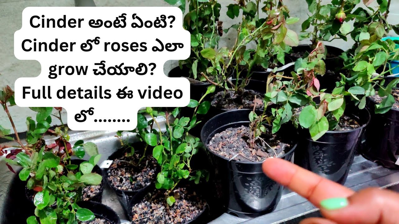 How to grow roses in cinder What is Cinder? How to use cinder for Rose plants Kousy Vlogs