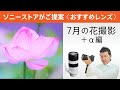 ソニーストアがご提案「今のシーズンのおすすめレンズ」7月の花撮影＋α編(SEL70200GM/SEL85F14GM/SEL70300G/SEL70350G/SEL85F18)