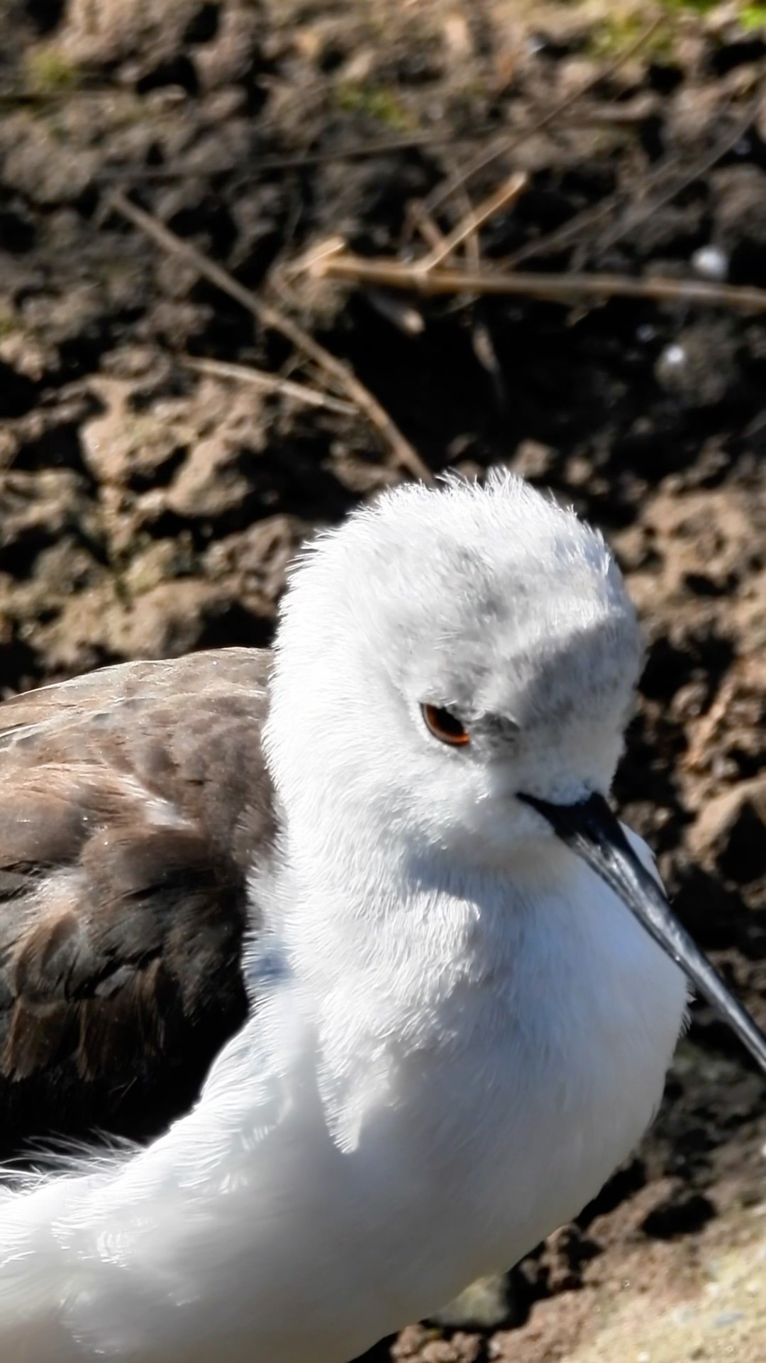 Majestic Bird