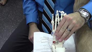 AP glide of navicular & cuboid using skeletal model