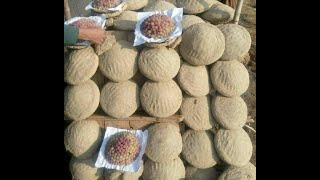#Doğal üzüm saklama tekniği Afganistan yöntemi Resimi