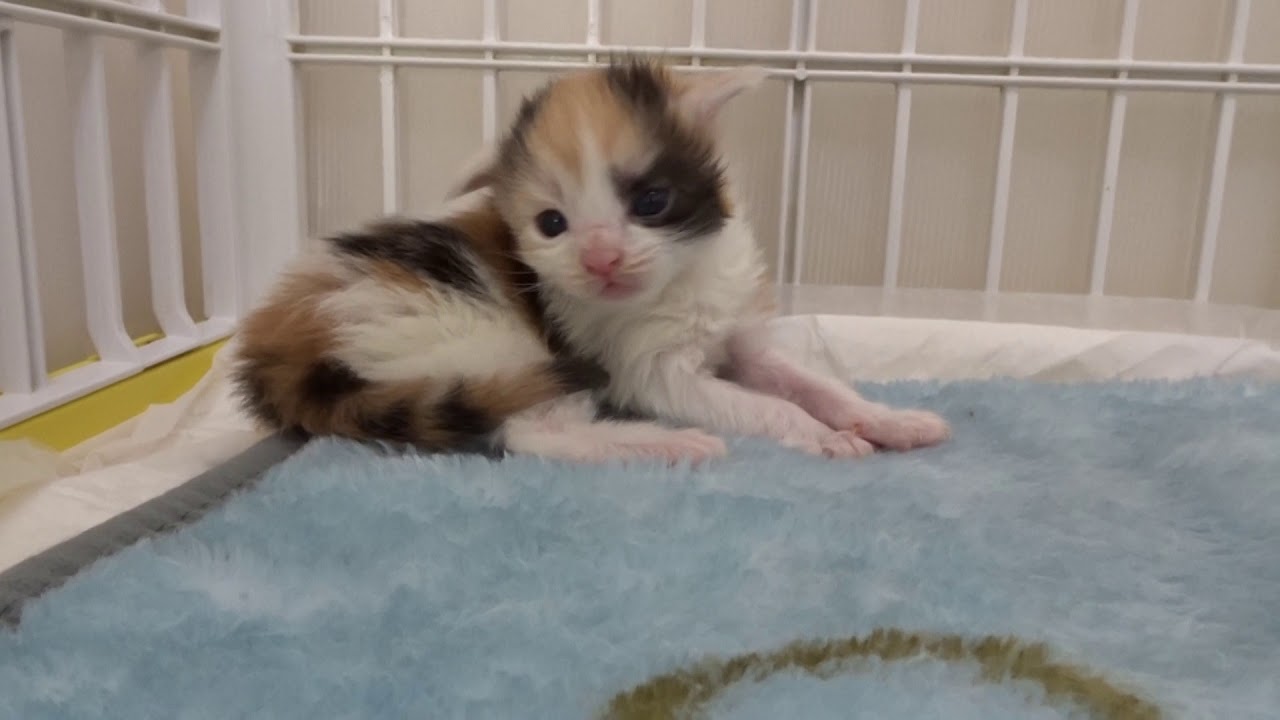 2 week old Maine coon kittens - YouTube