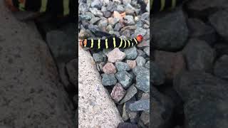 Crazy Caterpillar On St. Thomas