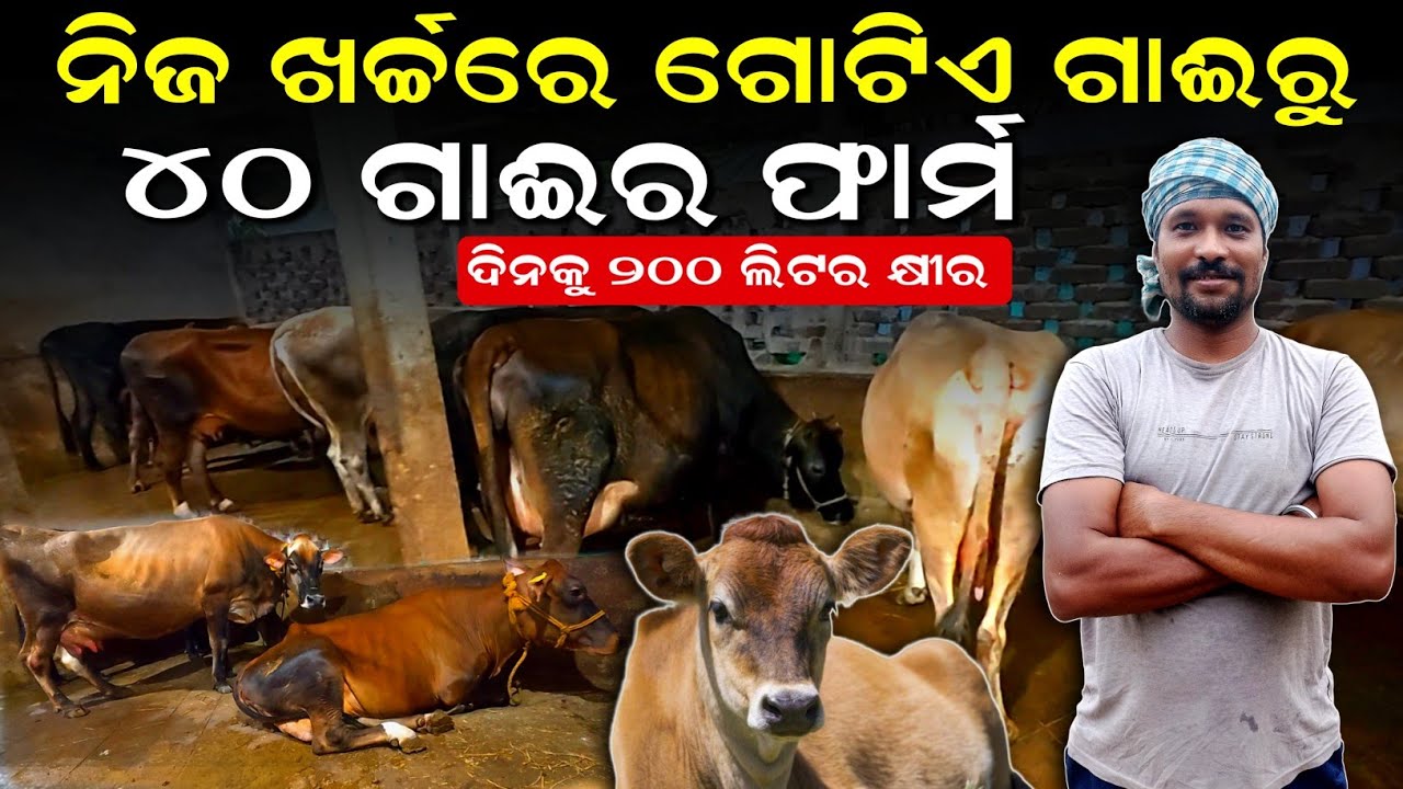 From 1 Cow to 40+ Cows | 200 Litres Milk Daily | 20 Years Dairy Farm Success Story Odisha