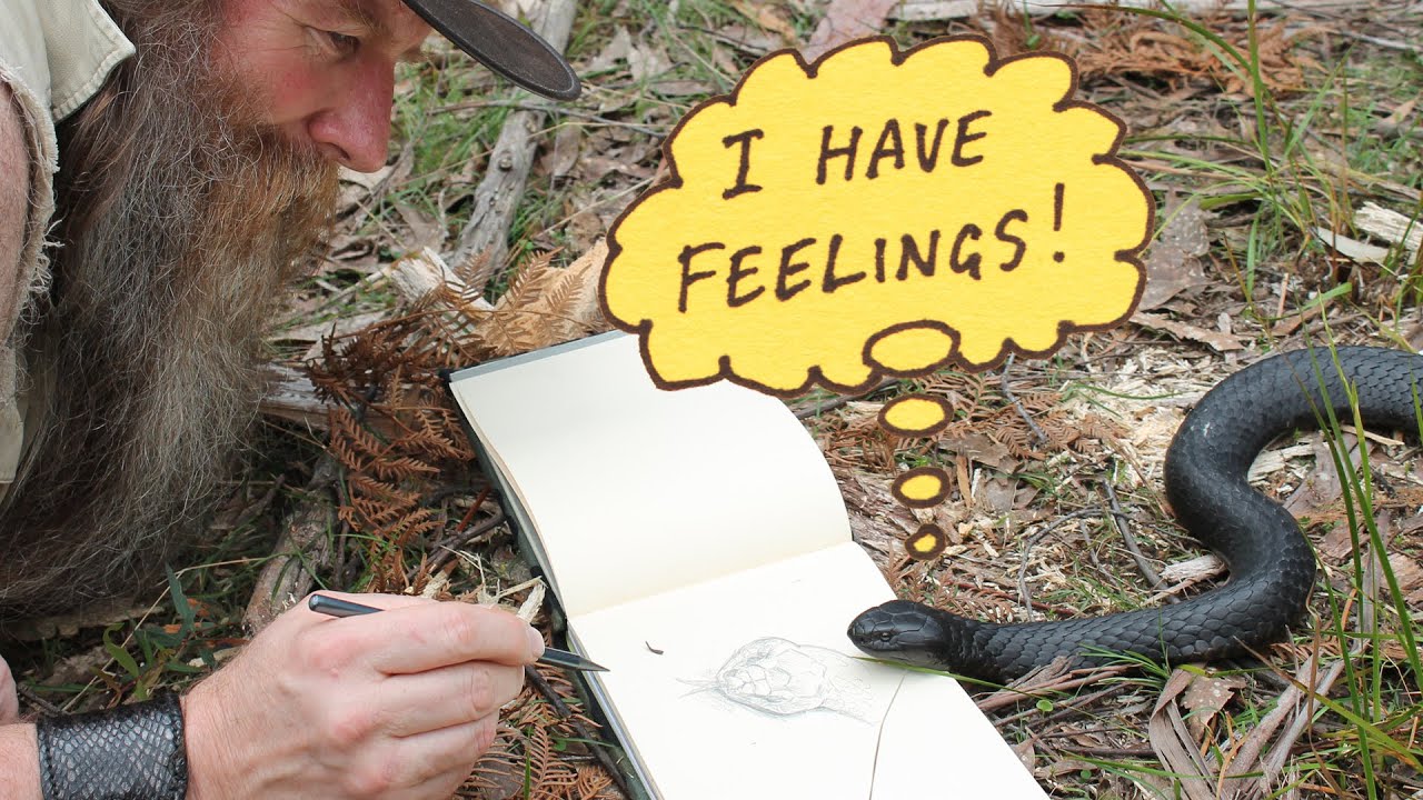 What do snakes think & feel? YouTube