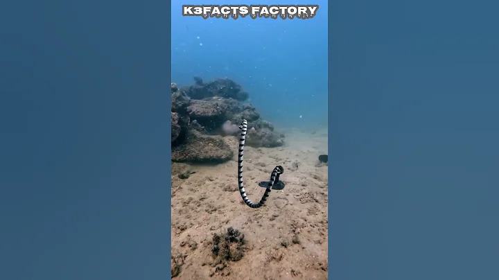#shosea snake eating moray eel 🤯 #k3factsfactory - DayDayNews