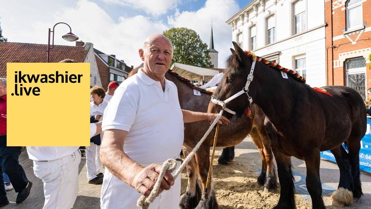 Belgische trekpaard Kampioenschap Oost-Vlaanderen hengstveulens van 1 jaar - Jaarmarkt Landegem