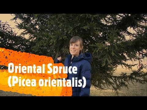 Video: Spruce Engelman: description and photo