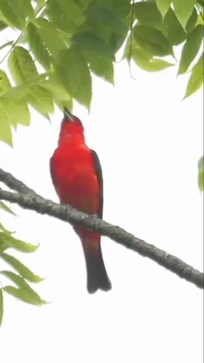 sangat cantik dan indah kicoan burung ini #shorts #birds #burung #burungkicaudialamliar