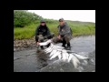 Fish Alaska Hot Silver Salmon