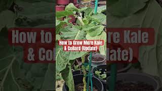 How to Grow More Kale &amp; Collard (Update) #shorts #shortvideo #garden #gardening #farming