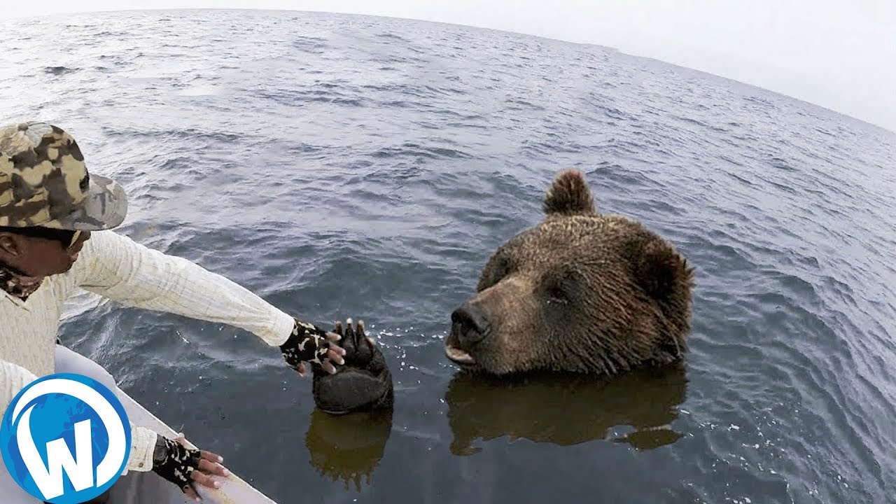 Brave Animals Caught On Camera