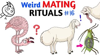 Worst Mating Rituals In Animal Kingdom - Part 16