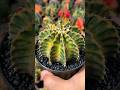 ตุ่มดอกมาแล้ว #ยิมโนด่าง #cactus #กระบองเพชร #แคคตัส #lb