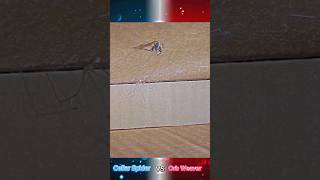 Cellar Spider vs Orb Weaver #bugwars